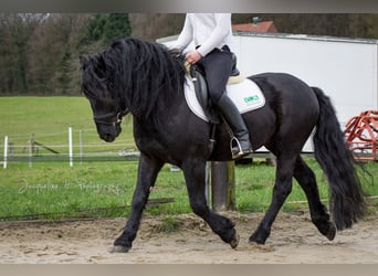 Caballo de Merens, Semental, 9 años, 150 cm, Negro