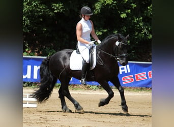 Caballo de Merens, Semental, 9 años, 150 cm, Negro