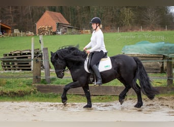 Caballo de Merens, Semental, 9 años, 150 cm, Negro