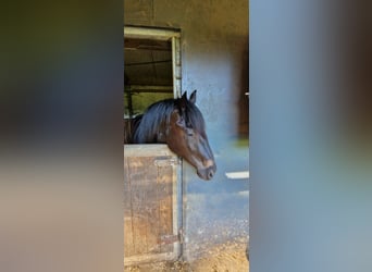 Caballo de Merens, Yegua, 2 años, 160 cm, Negro