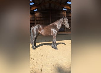 Caballo de Merens, Yegua, 2 años, Negro