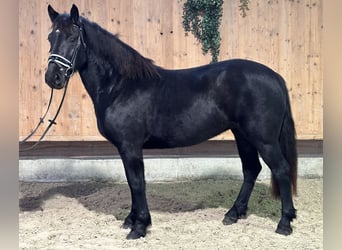 Caballo de Merens Mestizo, Yegua, 3 años, 154 cm, Negro