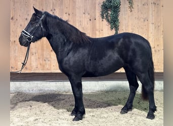 Caballo de Merens Mestizo, Yegua, 3 años, 154 cm, Negro