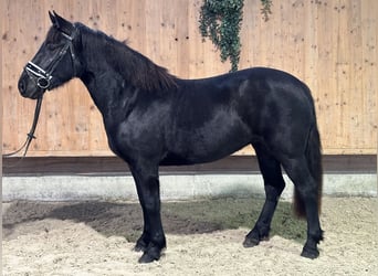 Caballo de Merens Mestizo, Yegua, 3 años, 154 cm, Negro