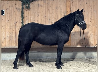 Caballo de Merens Mestizo, Yegua, 3 años, 154 cm, Negro