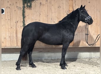 Caballo de Merens Mestizo, Yegua, 3 años, 154 cm, Negro