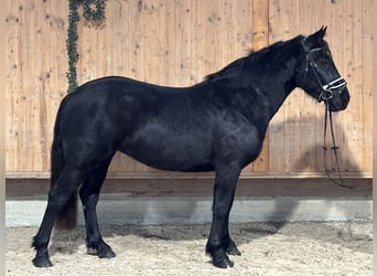 Caballo de Merens Mestizo, Yegua, 3 años, 154 cm, Negro