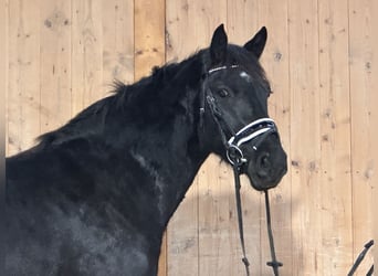 Caballo de Merens Mestizo, Yegua, 3 años, 154 cm, Negro