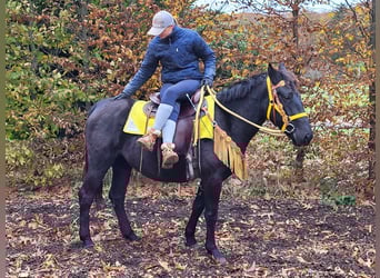 Caballo de Merens Mestizo, Yegua, 5 años, 152 cm, Negro
