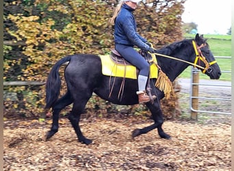 Caballo de Merens Mestizo, Yegua, 5 años, 152 cm, Negro