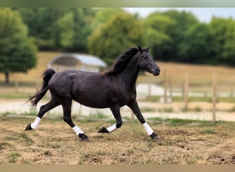 Caballo de Merens, Yegua, 6 años, Negro