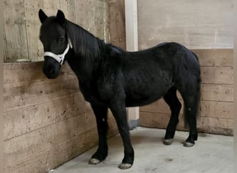 Caballo de Merens Mestizo, Yegua, 7 años, 130 cm, Negro