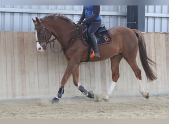 Caballo de salto Oldenburgo, Caballo castrado, 10 años, 170 cm, Alazán