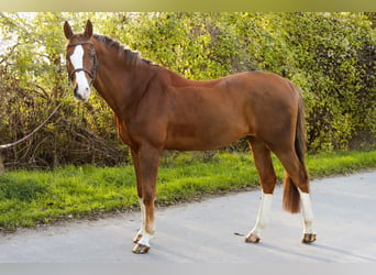 Caballo de salto Oldenburgo, Caballo castrado, 10 años, 170 cm, Alazán