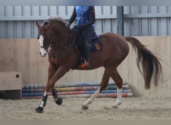 Caballo de salto Oldenburgo, Caballo castrado, 10 años, 170 cm, Alazán