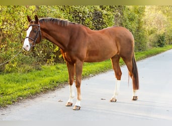 Caballo de salto Oldenburgo, Caballo castrado, 10 años, 170 cm, Alazán