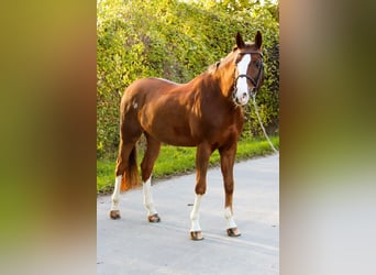 Caballo de salto Oldenburgo, Caballo castrado, 10 años, 170 cm, Alazán