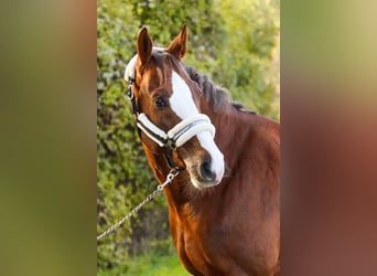 Caballo de salto Oldenburgo, Caballo castrado, 10 años, 170 cm, Alazán