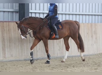 Caballo de salto Oldenburgo, Caballo castrado, 10 años, 170 cm, Alazán