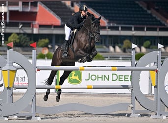 Caballo de salto Oldenburgo, Caballo castrado, 10 años, 170 cm, Negro