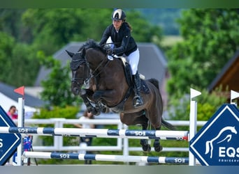 Caballo de salto Oldenburgo, Caballo castrado, 10 años, 170 cm, Negro