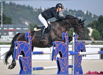 Caballo de salto Oldenburgo, Caballo castrado, 10 años, 170 cm, Negro