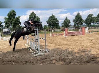 Caballo de salto Oldenburgo, Caballo castrado, 10 años, 174 cm, Negro