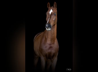 Caballo de salto Oldenburgo, Caballo castrado, 10 años, 175 cm, Alazán