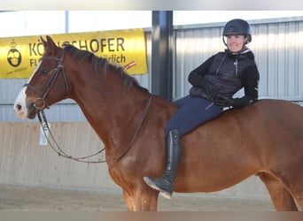 Caballo de salto Oldenburgo, Caballo castrado, 11 años, 170 cm, Alazán