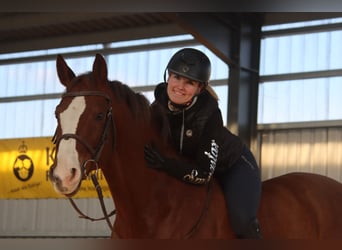 Caballo de salto Oldenburgo, Caballo castrado, 11 años, 170 cm, Alazán