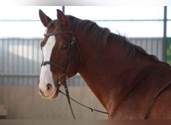 Caballo de salto Oldenburgo, Caballo castrado, 11 años, 170 cm, Alazán