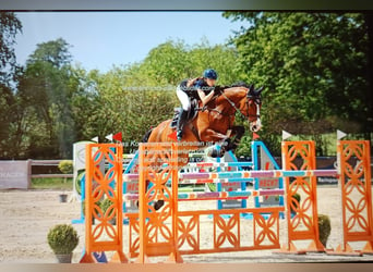 Caballo de salto Oldenburgo, Caballo castrado, 11 años, 172 cm, Castaño