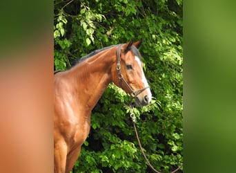 Caballo de salto Oldenburgo, Caballo castrado, 11 años, 172 cm, Castaño