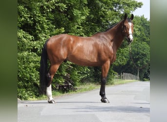 Caballo de salto Oldenburgo, Caballo castrado, 11 años, 172 cm, Castaño