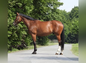 Caballo de salto Oldenburgo, Caballo castrado, 11 años, 172 cm, Castaño