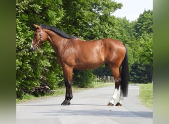 Caballo de salto Oldenburgo, Caballo castrado, 11 años, 172 cm, Castaño