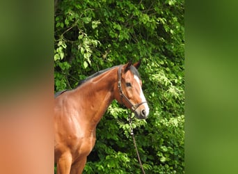 Caballo de salto Oldenburgo, Caballo castrado, 11 años, 172 cm, Castaño
