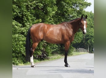 Caballo de salto Oldenburgo, Caballo castrado, 11 años, 172 cm, Castaño