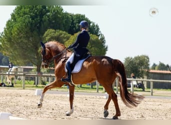 Caballo de salto Oldenburgo, Caballo castrado, 11 años, 175 cm, Alazán