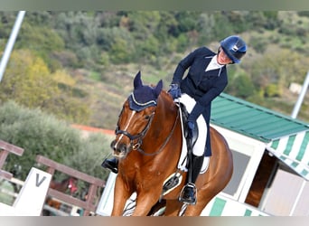 Caballo de salto Oldenburgo, Caballo castrado, 11 años, 175 cm, Alazán