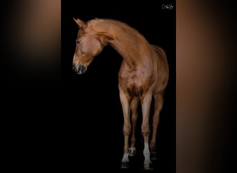 Caballo de salto Oldenburgo, Caballo castrado, 11 años, 175 cm, Alazán