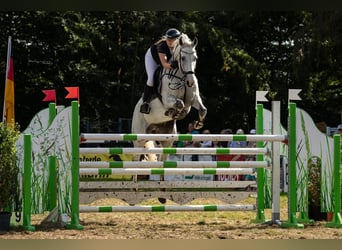 Caballo de salto Oldenburgo, Caballo castrado, 11 años, 175 cm, Tordo