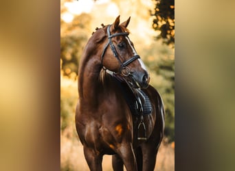 Caballo de salto Oldenburgo, Caballo castrado, 11 años, 178 cm, Alazán