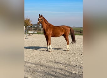 Caballo de salto Oldenburgo, Caballo castrado, 12 años, 172 cm, Alazán-tostado