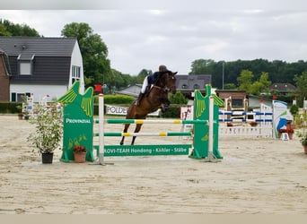 Caballo de salto Oldenburgo, Caballo castrado, 12 años, 172 cm, Castaño