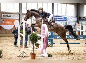 Caballo de salto Oldenburgo, Caballo castrado, 12 años, 172 cm, Castaño