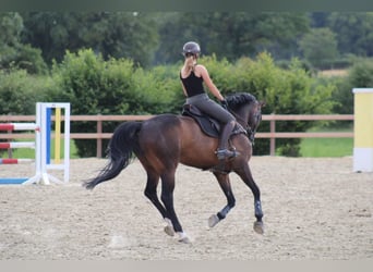 Caballo de salto Oldenburgo, Caballo castrado, 12 años, 172 cm, Castaño