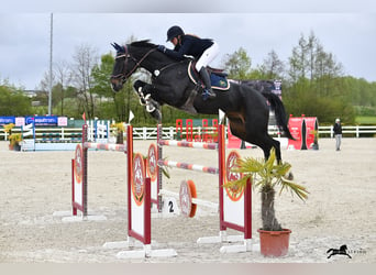 Caballo de salto Oldenburgo, Caballo castrado, 12 años, 177 cm, Negro