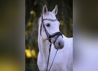 Caballo de salto Oldenburgo, Caballo castrado, 13 años, 163 cm, Tordo