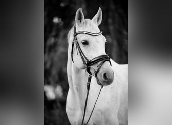 Caballo de salto Oldenburgo, Caballo castrado, 13 años, 163 cm, Tordo